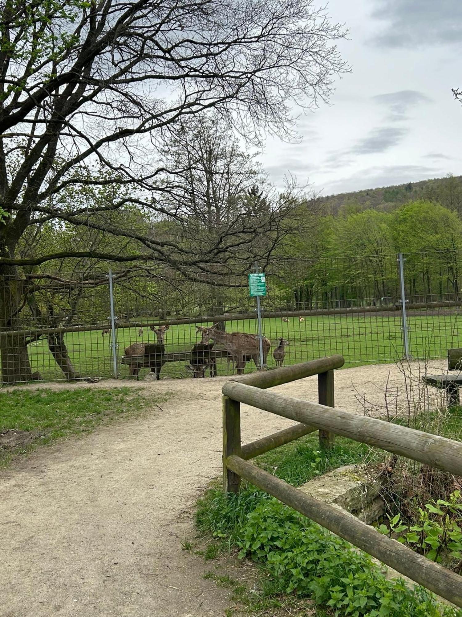 Ferienwohnung Sonnenterrasse am Wildgehege Bad Harzburg Exterior foto